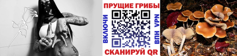 Галлюциногенные грибы Psilocybine cubensis  Нерчинск 